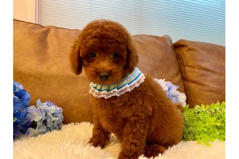 成約済の埼玉県のトイプードル-133792の5枚目
