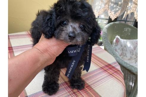 シルバーのトイプードルの子犬を探す ブリーダーナビ シルバーのトイプードルの子犬を探す ブリーダーナビ