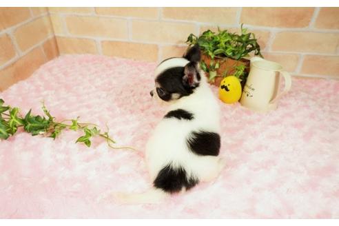 成約済の愛知県のチワワ(ロングコート)-133810の3枚目