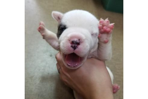 成約済の沖縄県のミックス犬-132514の13枚目