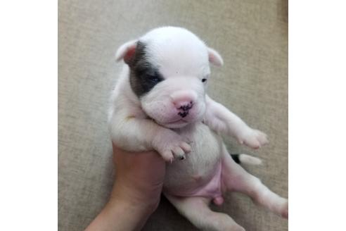 成約済の沖縄県のミックス犬-132514の12枚目
