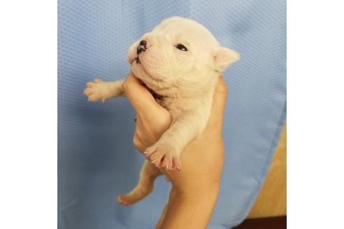 成約済の沖縄県のミックス犬-132513の12枚目