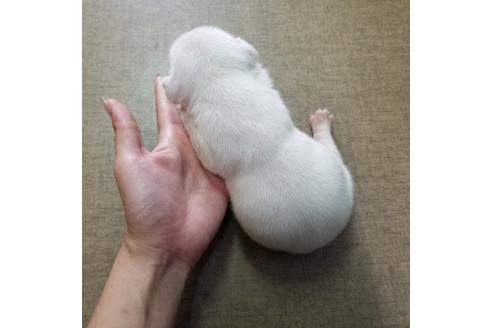 成約済の沖縄県のミックス犬-132515の22枚目