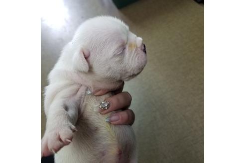 成約済の沖縄県のミックス犬-132515の21枚目