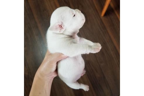 成約済の沖縄県のミックス犬-132517の19枚目