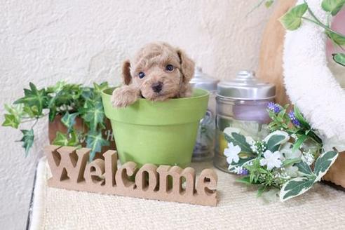 成約済の滋賀県のトイプードル-133727