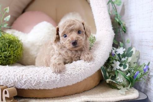 成約済の滋賀県のトイプードル-133727の3枚目