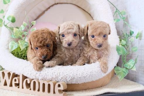 成約済の滋賀県のトイプードル-133727の2枚目