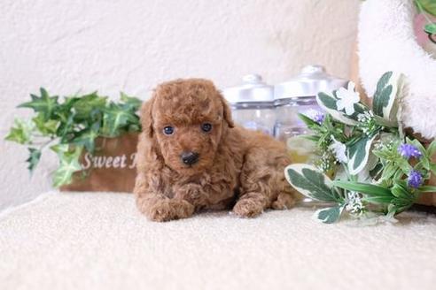 成約済の滋賀県のトイプードル-133729の1枚目