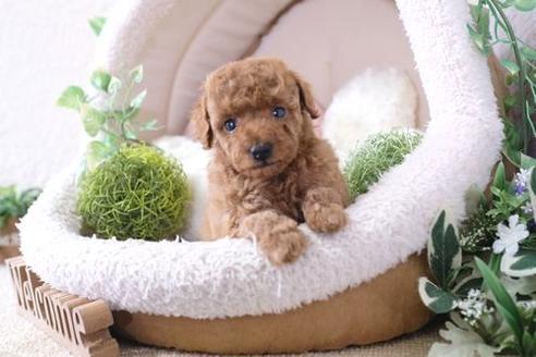 成約済の滋賀県のトイプードル-133729の3枚目