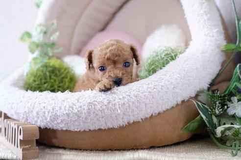 成約済の滋賀県のトイプードル-133734の1枚目