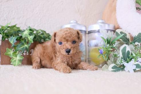 成約済の滋賀県のトイプードル-133734の3枚目