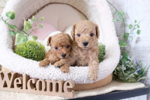 成約済の滋賀県のトイプードル-133734の2枚目