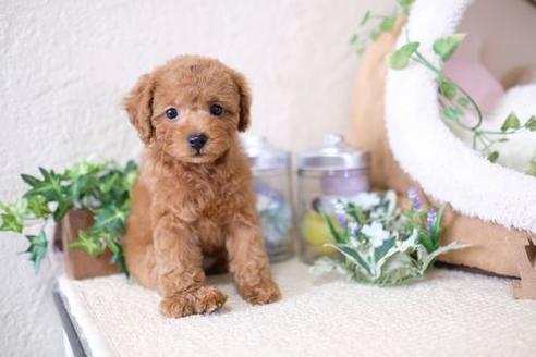 成約済の滋賀県のトイプードル-132099の5枚目