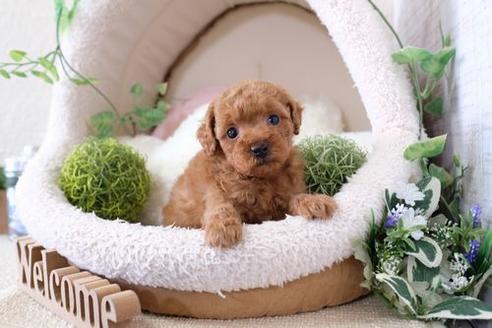 成約済の滋賀県のトイプードル-132099の3枚目