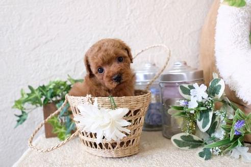 成約済の滋賀県のトイプードル-132099の2枚目