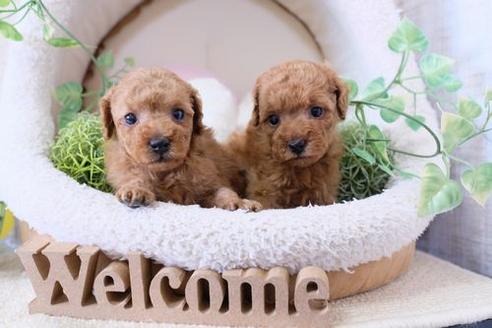 成約済の滋賀県のトイプードル-132096の4枚目