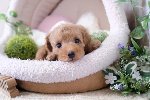 成約済の滋賀県のトイプードル-132102の5枚目