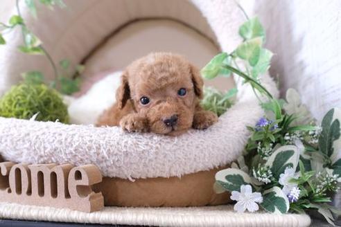 成約済の滋賀県のトイプードル-132102の3枚目