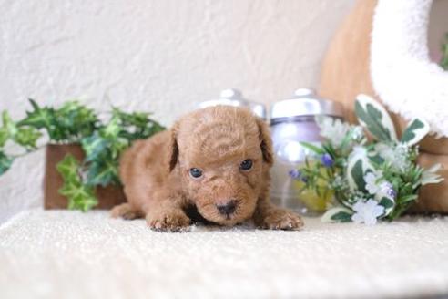 成約済の滋賀県のトイプードル-132102の2枚目
