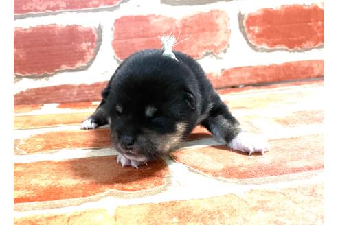 成約済の福岡県の豆柴-133867の6枚目