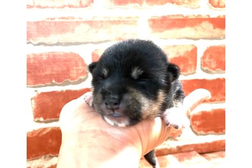 成約済の福岡県の豆柴-133867の7枚目