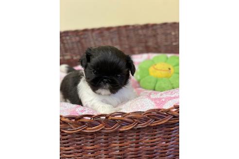 成約済の愛知県のミックス犬-133866の3枚目