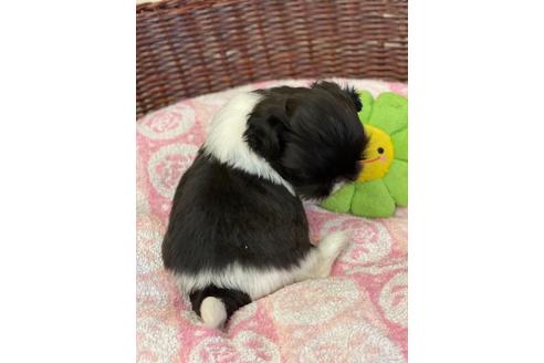 成約済の愛知県のミックス犬-133866の2枚目