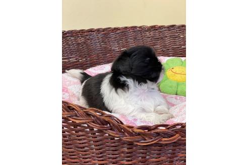 成約済の愛知県のミックス犬-133866の6枚目