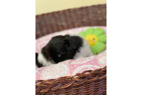 成約済の愛知県のミックス犬-133866の4枚目