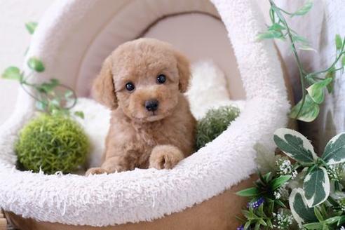 成約済の滋賀県のトイプードル-132104の1枚目