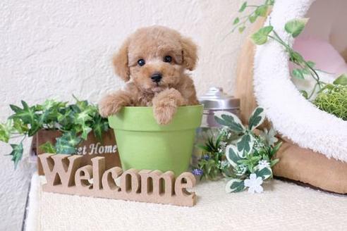 成約済の滋賀県のトイプードル-132104の5枚目