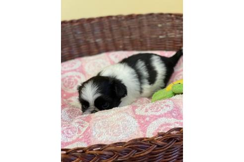 成約済の愛知県のミックス犬-133868の2枚目