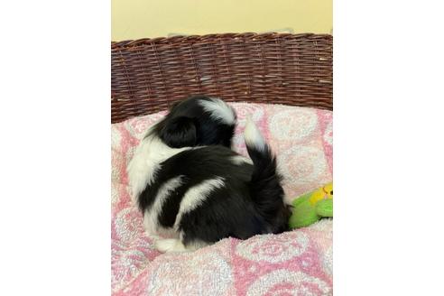 成約済の愛知県のミックス犬-133868の3枚目