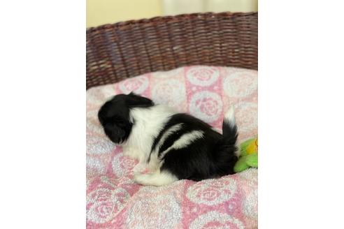 成約済の愛知県のミックス犬-133868の4枚目