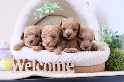 成約済の滋賀県のトイプードル-132104の4枚目