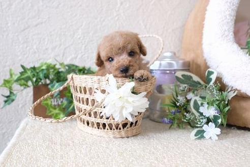 成約済の滋賀県のトイプードル-132104の3枚目