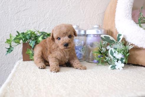 成約済の滋賀県のトイプードル-132104の2枚目