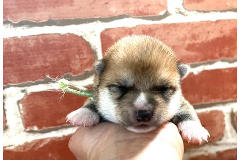 成約済の福岡県の豆柴-133871の13枚目