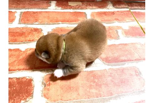 成約済の福岡県の豆柴-133871の11枚目