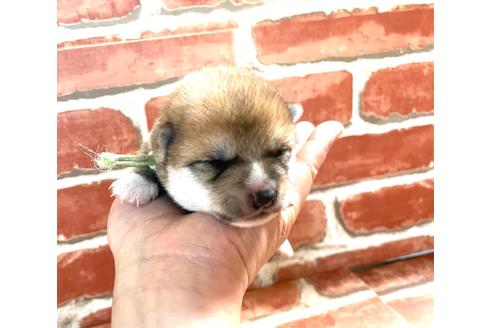 成約済の福岡県の豆柴-133871の12枚目