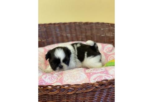 成約済の愛知県のミックス犬-133870の3枚目