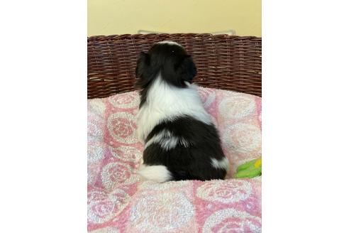 成約済の愛知県のミックス犬-133870の4枚目