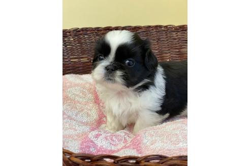 成約済の愛知県のミックス犬-133872の1枚目