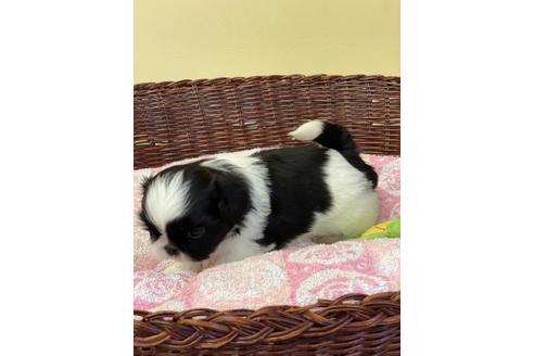 成約済の愛知県のミックス犬-133872の3枚目