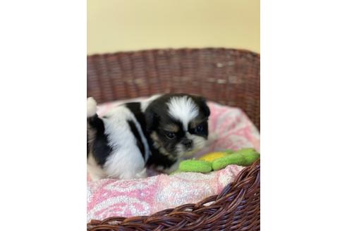 成約済の愛知県のミックス犬-133873の2枚目