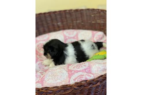 成約済の愛知県のミックス犬-133873の3枚目