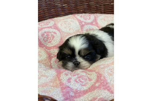 成約済の愛知県のミックス犬-133873の5枚目
