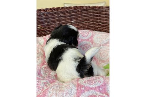 成約済の愛知県のミックス犬-133873の7枚目