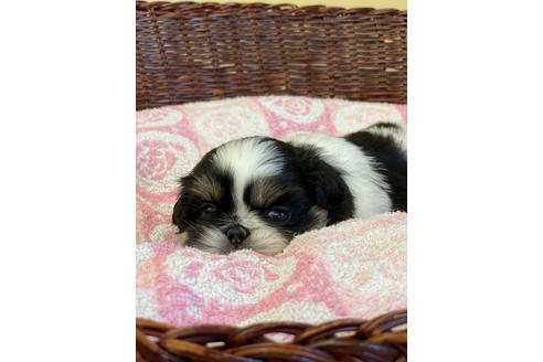 成約済の愛知県のミックス犬-133873の1枚目